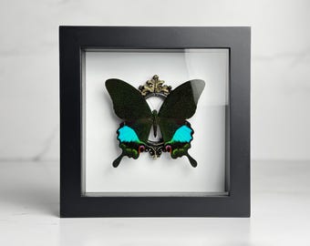 Papilio karna carnatus butterfly with decorated background