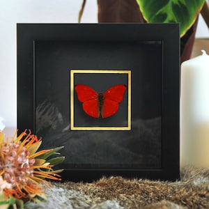 Deluxe golden line collection-Framed wall art Blood-red glider butterfly