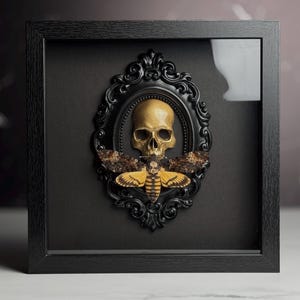 Framed Death&#39;s Head Moth on Skull