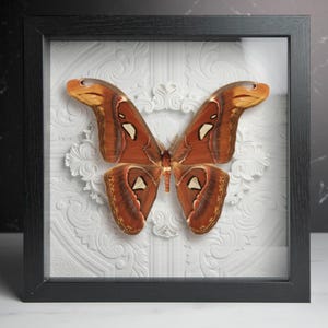 Framed Snake Head Moth: Attacus Atlas Javensis
