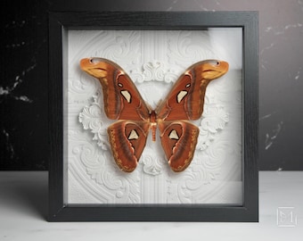 Framed Snake Head Moth: Attacus Atlas Javensis