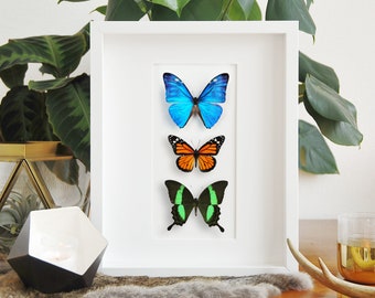 Premium framed Morpho Monarch Papilio butterflies combination