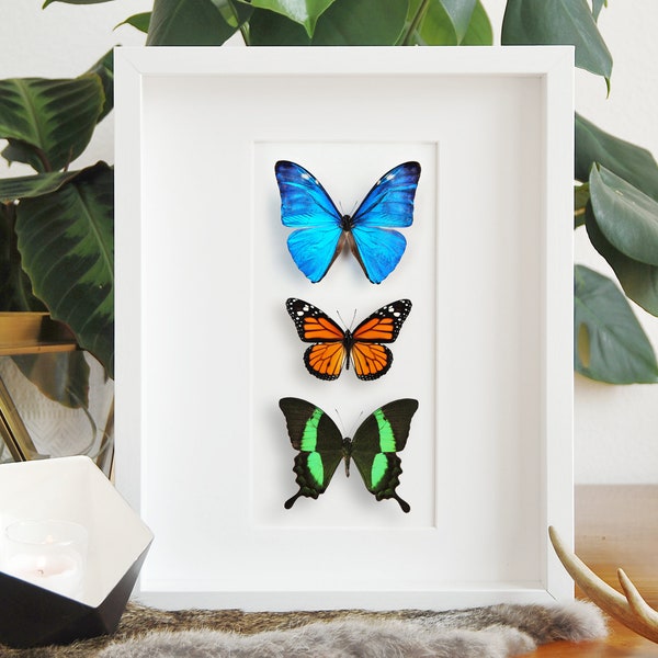 Premium framed Morpho Monarch Papilio butterflies combination