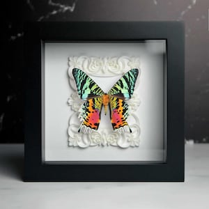 Framed sunset moth under side-Ornated collection