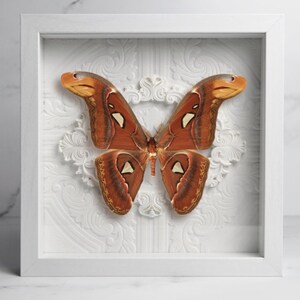 Framed Snake Head Moth: Attacus Atlas