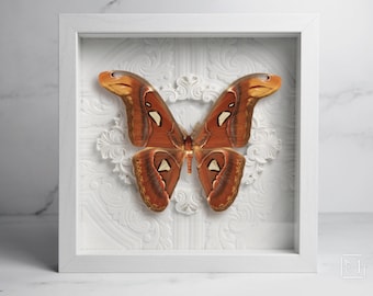 Framed Snake Head Moth: Attacus Atlas