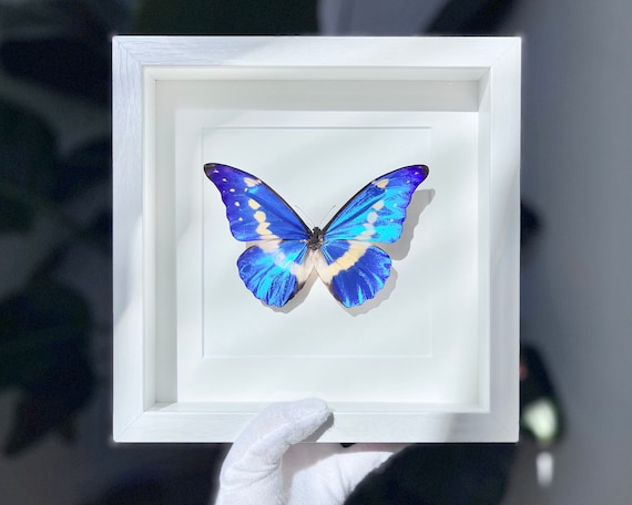 Premium Framed Morpho Helena Butterfly - Etsy
