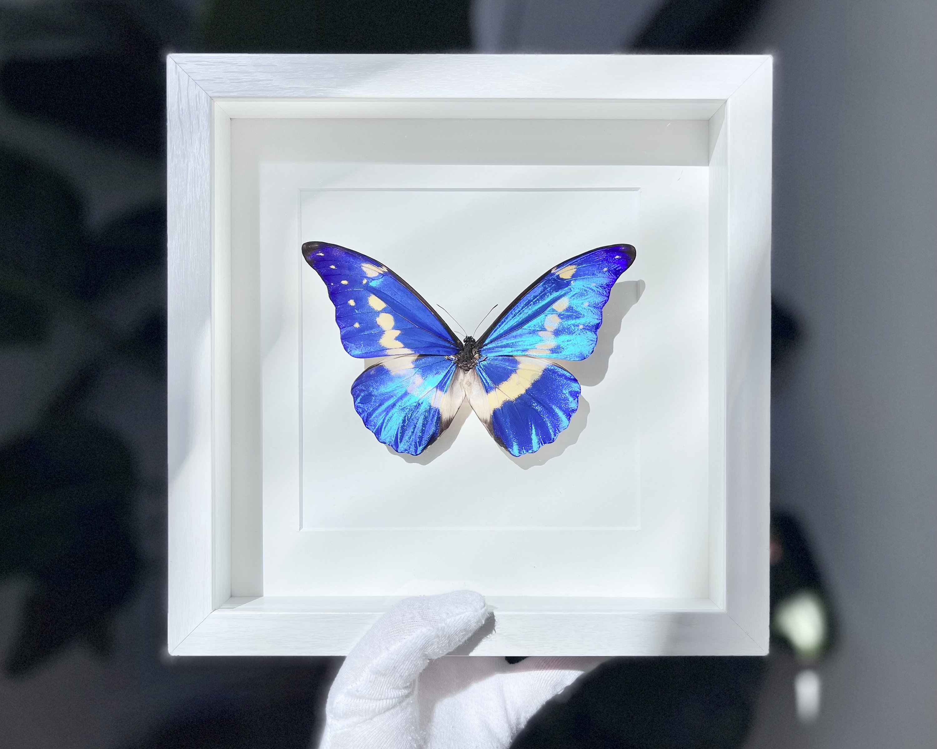 Morpho Helena - Etsy