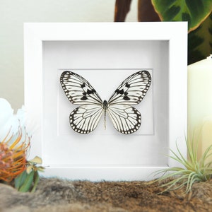 Framed white Idea durvillei butterfly