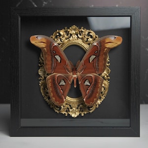 Framed Snake Head Moth: Attacus Atlas Javensis