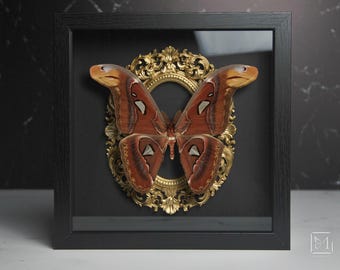 Framed Snake Head Moth: Attacus Atlas Javensis