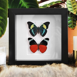 Double panacea prola butterflies in frame