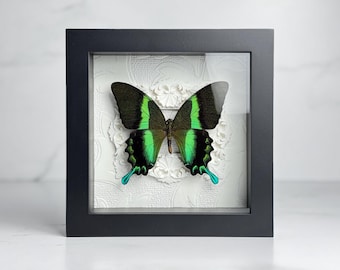 Real Papilio Blumei Swallowtail Butterfly Framed Taxidermy, Green Blue Insect Wall Art, Shadow Box Decor, Entomology Gift
