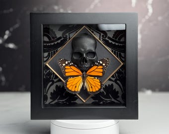 Framed Monarch butterfly taxidermy with skull