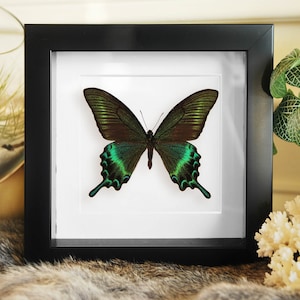 Framed Papilio maackii butterfly in large summer form