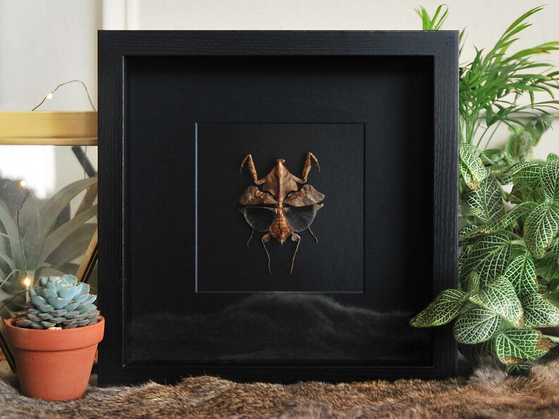 Insect Frame Real Framed Insects Preying Mantis Wall Art Etsy