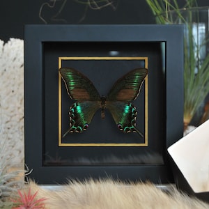 Golden line-Papilio maackii butterfly in large summer form