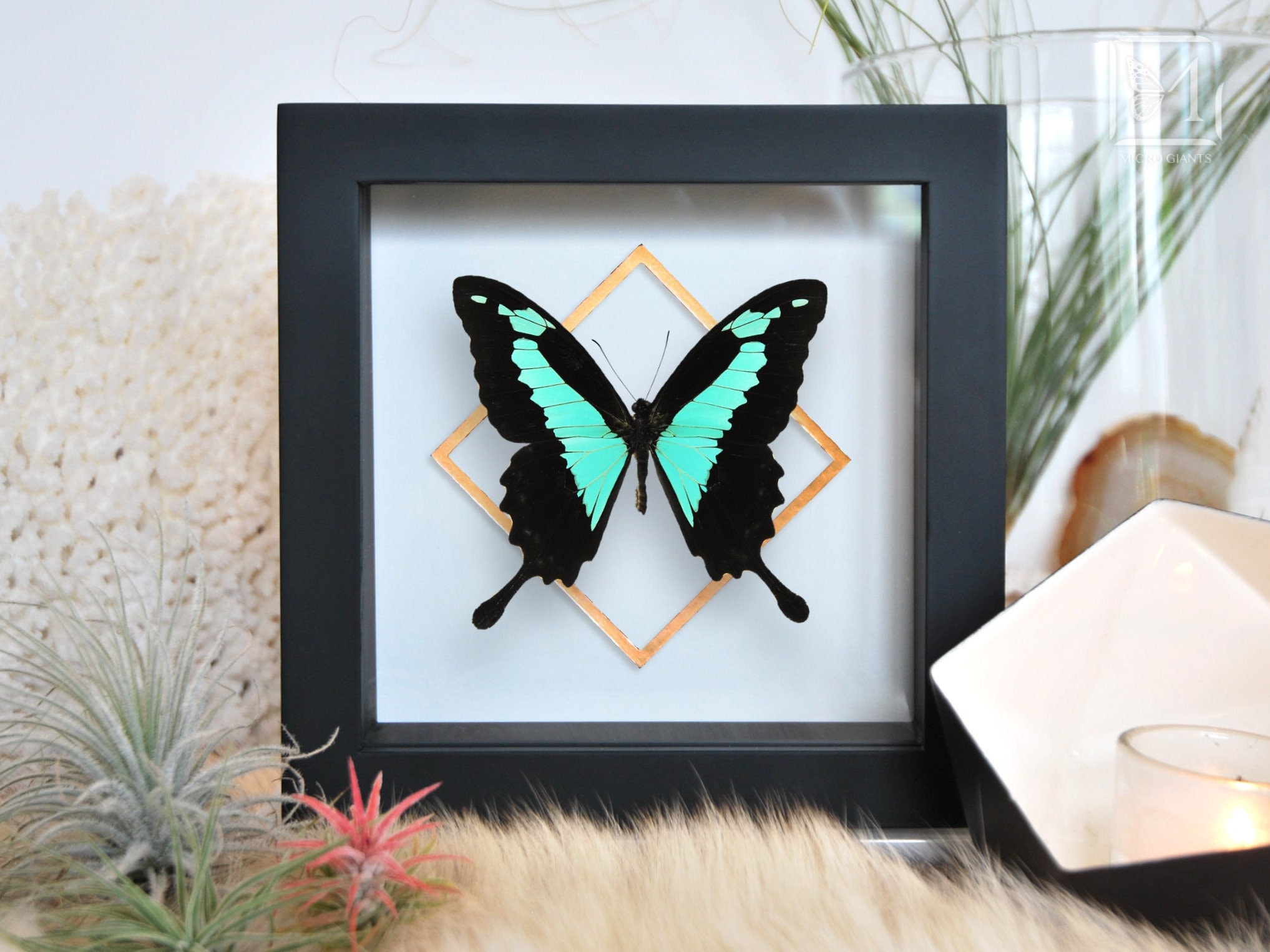 Papilio phorcas butterfly with golden line