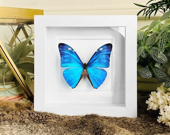 Framed Morpho Adonis Butterfly // Blue Morpho