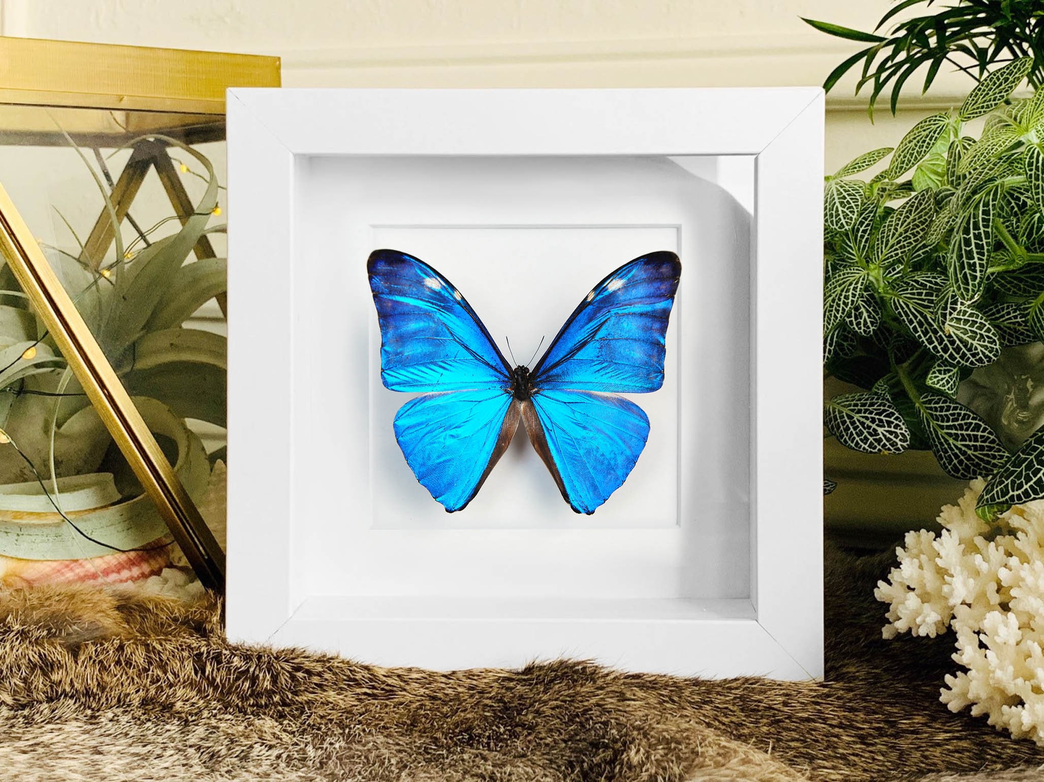 Framed Morpho Adonis Butterfly // Blue Morpho