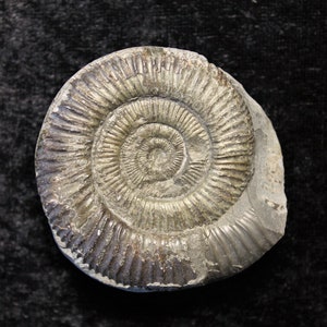 Dactylioceras Commune 58mm Ammonite Fossil In Matrix Jurassic 180MYO From Whitby, England Collectible Display Gift