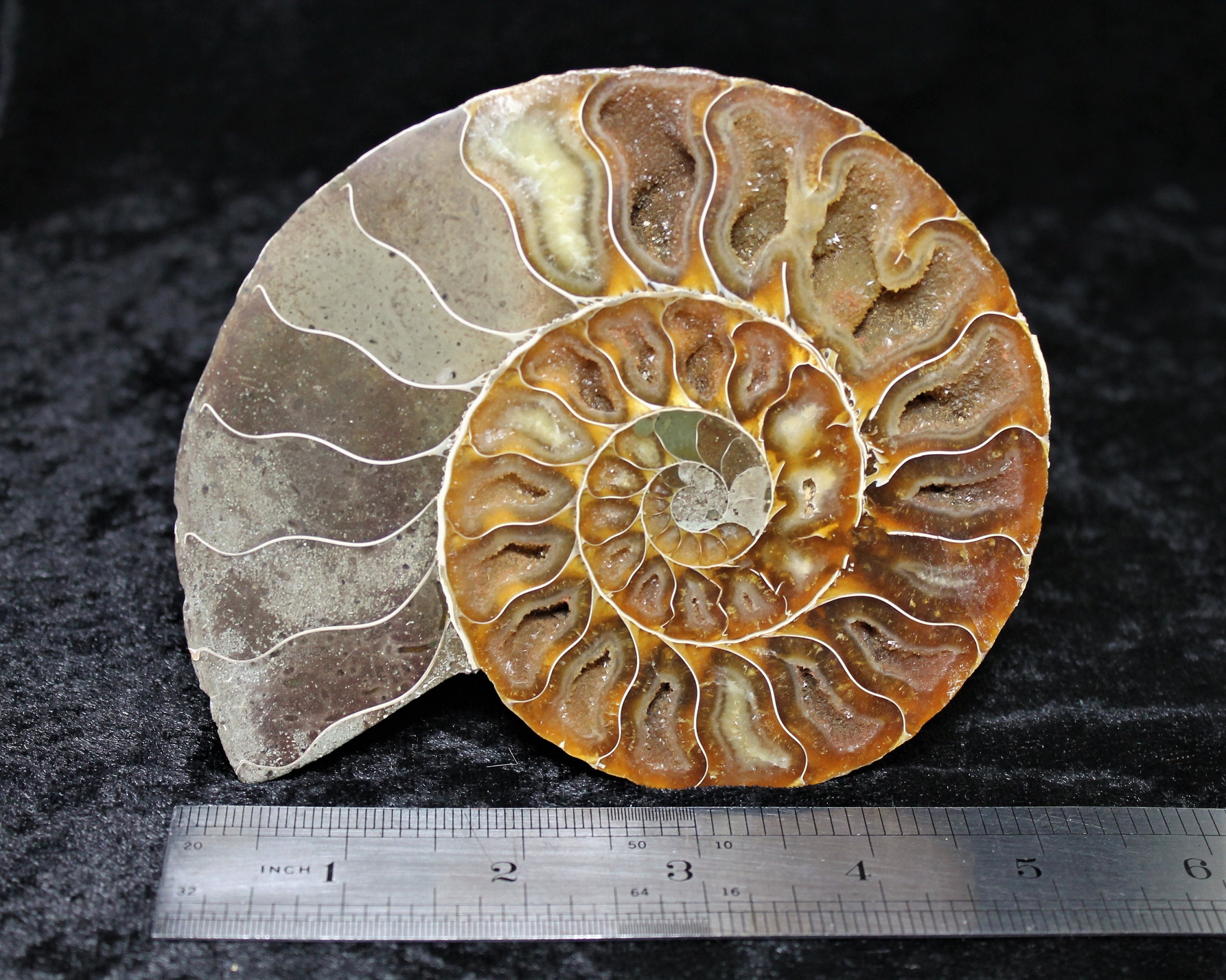 Ammonite Fossil Cut In Half