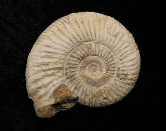 Large Perisphinctes Ammonite Fossil Jurassic 160MYO Madagascar 83mm 131g Genuine Fossil