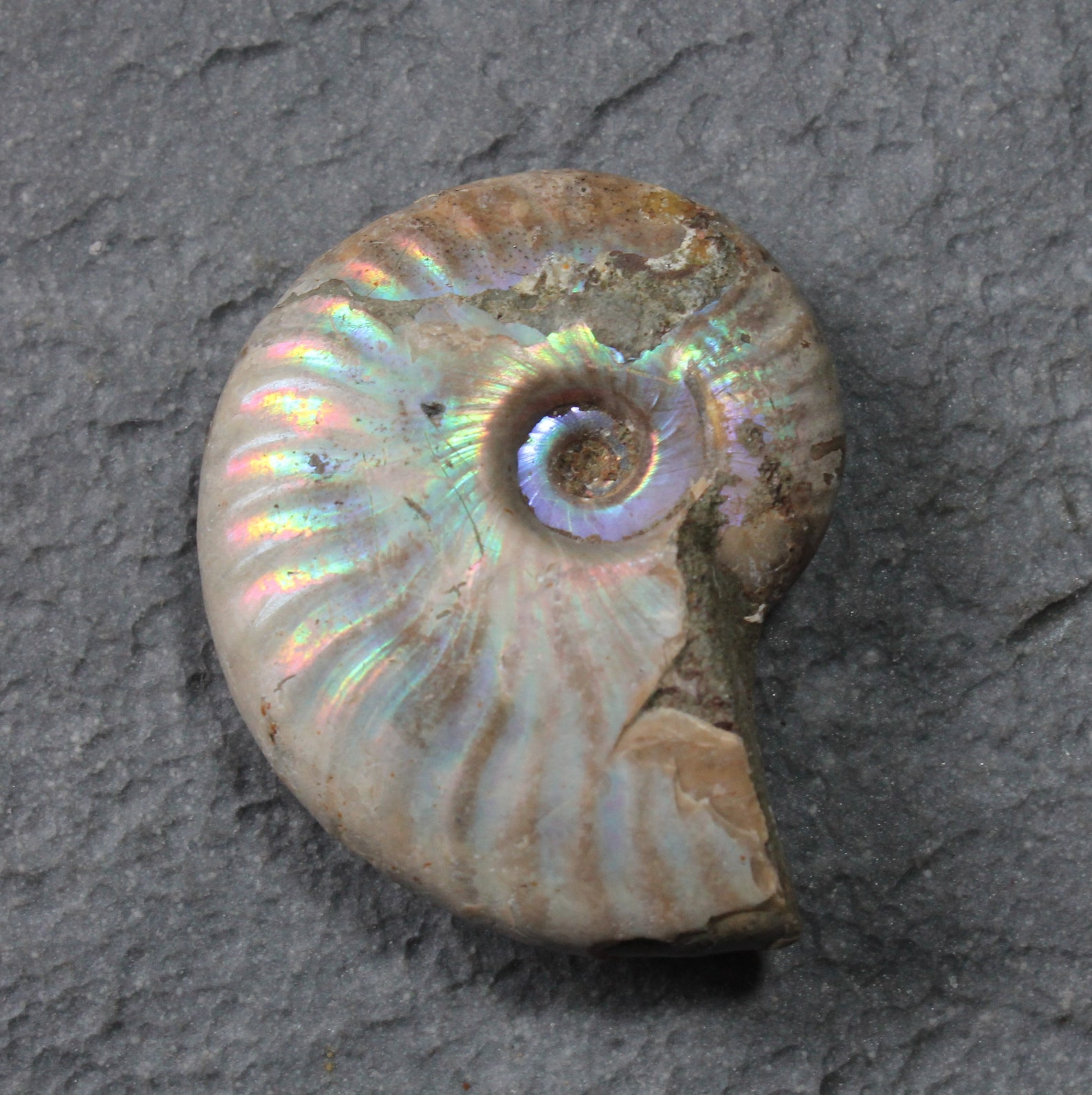 opalized ammonite opalized ammonite