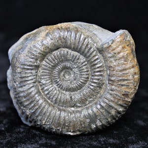 Dactylioceras Commune 55mm Ammonite Fossil In Matrix Jurassic 180MYO From Whitby, England Collectible Display Gift With Cut Base