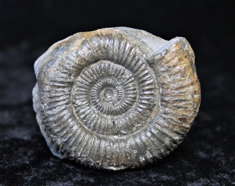 Dactylioceras Commune 55mm Ammonite Fossil In Matrix Jurassic 180MYO From Whitby, England Collectible Display Gift With Cut Base