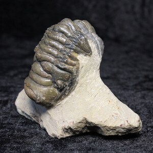 Crotalocephalus Trilobite Fossil Top Quality Display Specimen Devonian 360-390 MYO Morocco Unpolished Collectible Gift