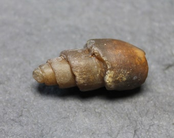 Agatized Fossil Smooth Gastropod Shell Agate Sea Snail Eocene Morocco Collectible Gift Jewelry Display