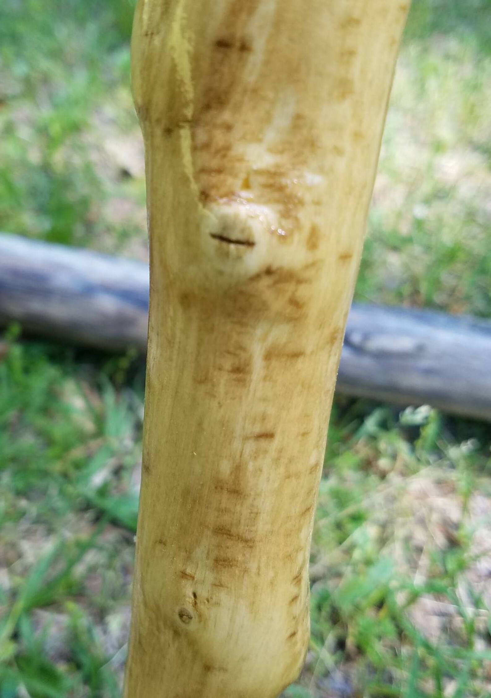 Holly Walking Stick 27 Etsy