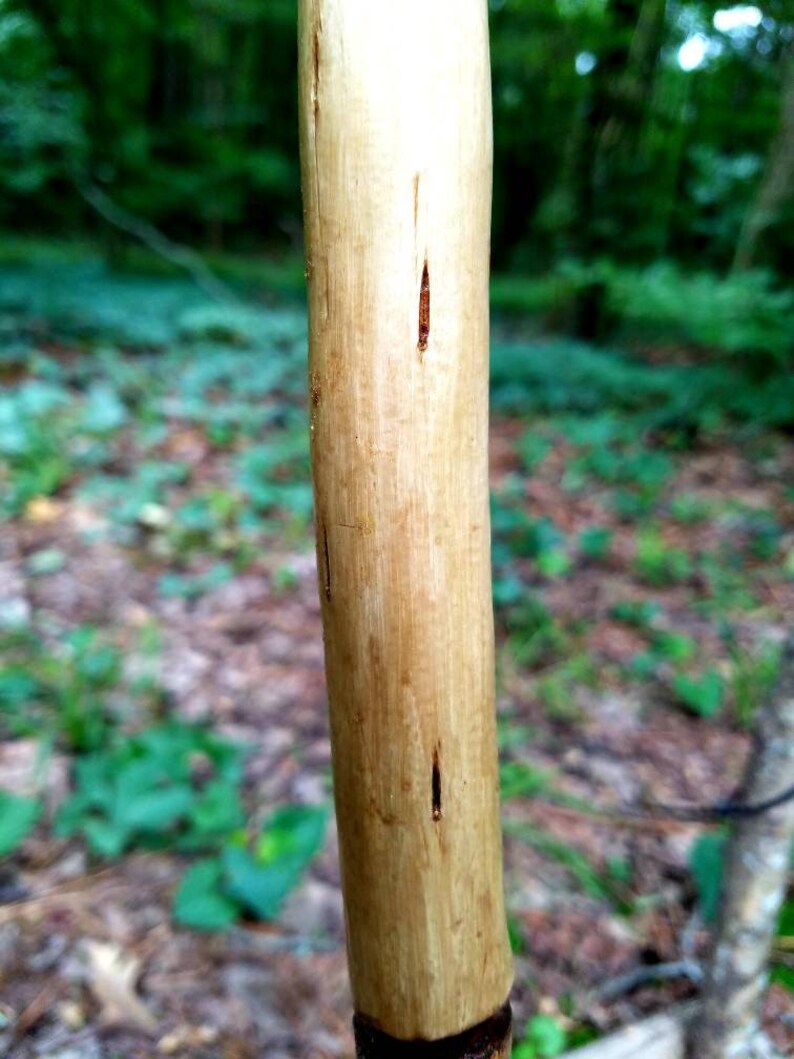 Arkansas Crepe Myrtle Walking Stick 31 | Etsy