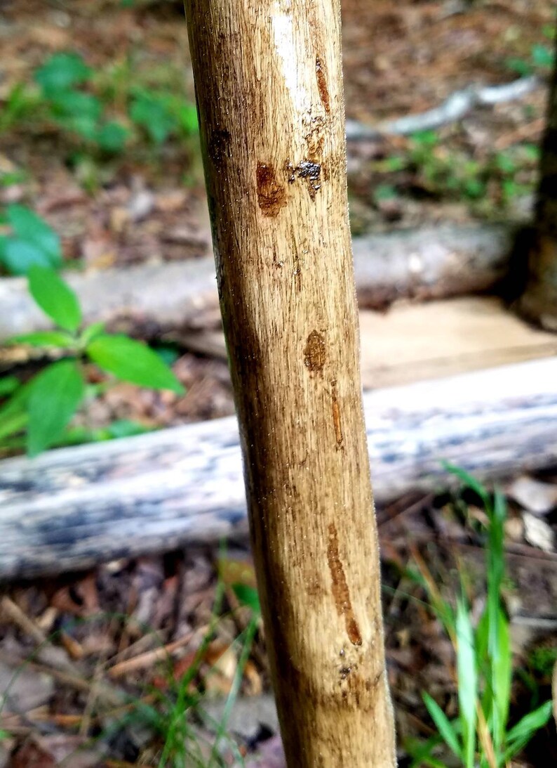 Arkansas Crepe Myrtle Walking Stick 30 | Etsy