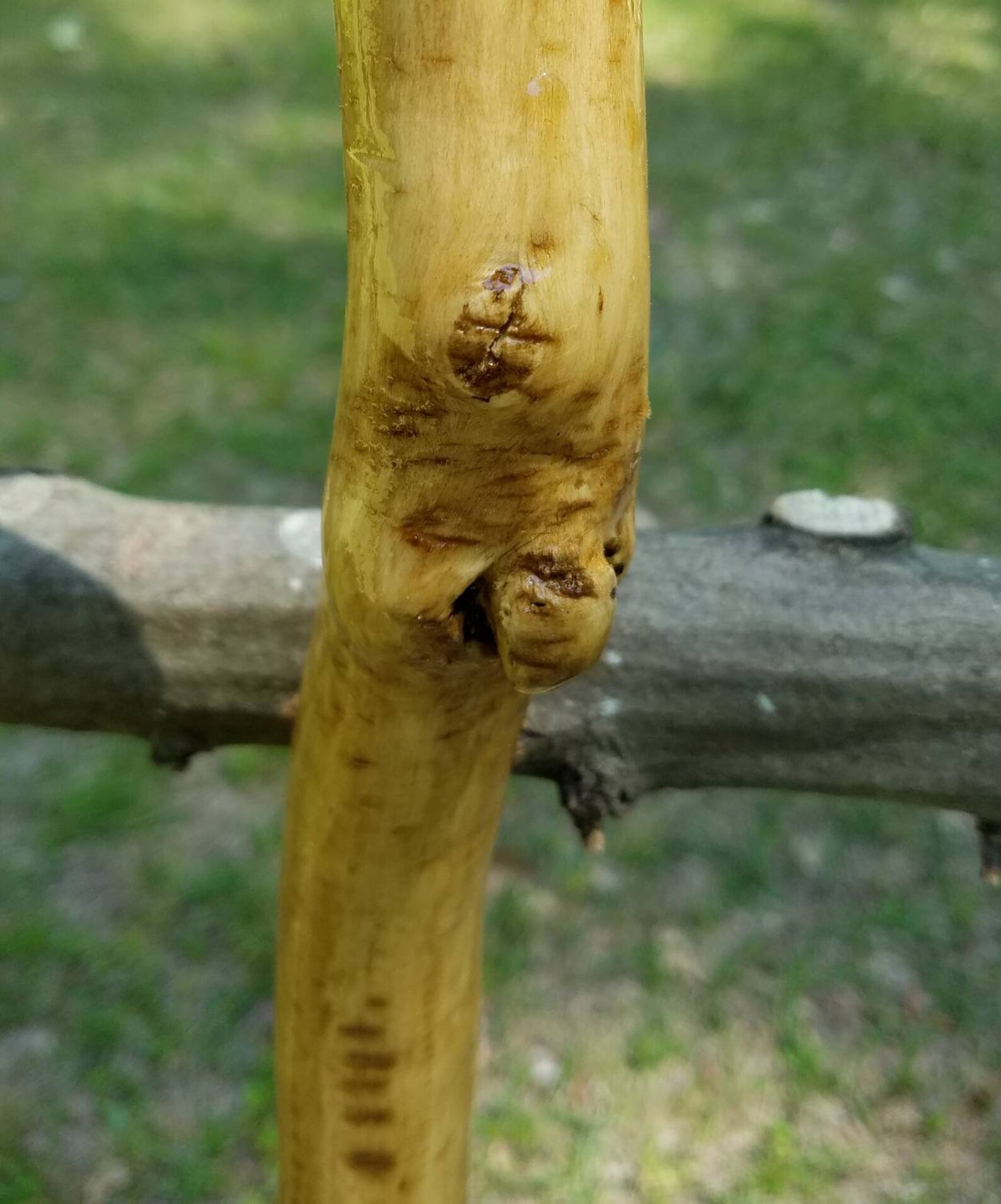 Holly Walking Stick 27 Etsy