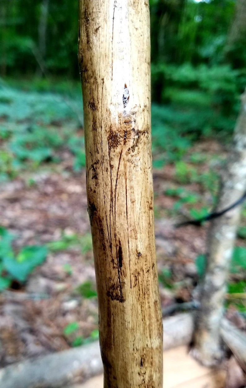 Arkansas Crepe Myrtle Walking Stick 31 | Etsy