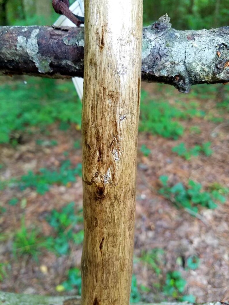 Arkansas Crepe Myrtle Walking Stick 30 | Etsy