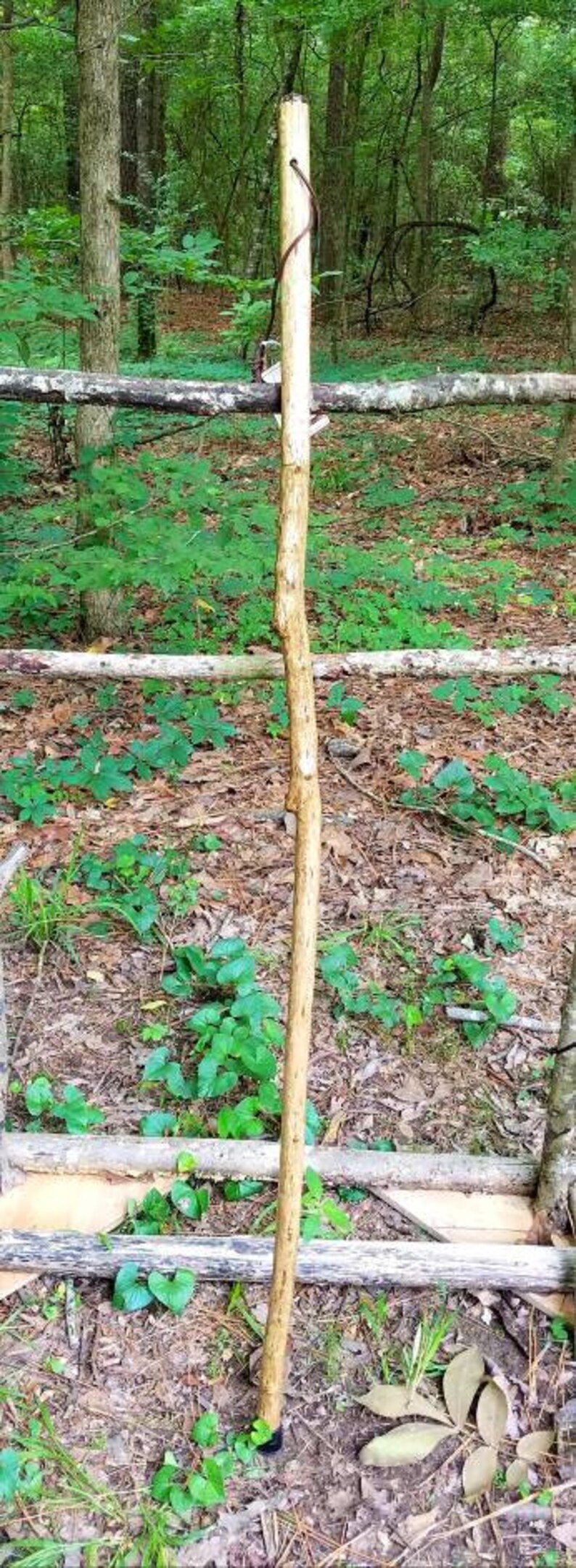 Arkansas Crepe Myrtle Walking Stick 30 | Etsy