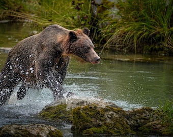 May include: A brown grizzly bear wading through a shallow river, water splashing around its legs. The bear is in motion, stepping on moss-covered rocks. Green vegetation lines the riverbanks, creating a natural habitat scene.