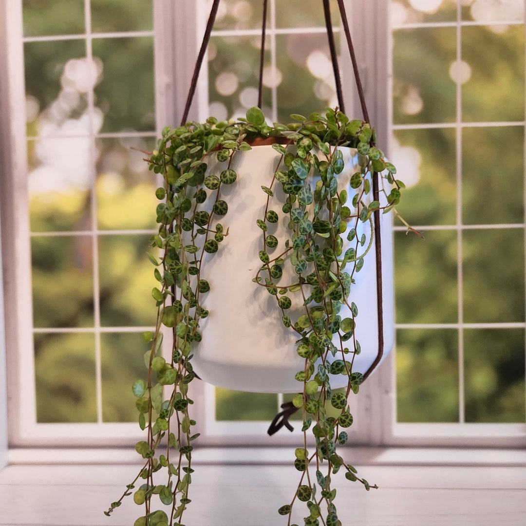 Long Leather Plant Hanger - Etsy