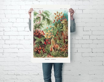 Laubmoose (Muscinae) Affiche Ernst Haeckel - Formes d’art de la nature - Panneau 72 (61 cm x 91,5 cm)