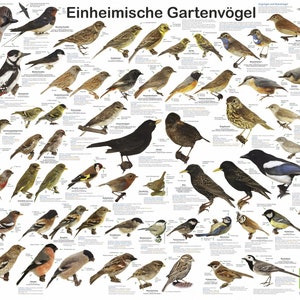 Native Garden Birds Planet Poster Editions, descrizione tedesca, Poster DIN A1 (84,1 x 59,4 cm)