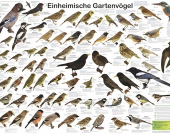 Oiseaux de jardin indigènes Planet Poster Editions, description allemande, poster DIN A1 (84,1 x 59,4 cm)