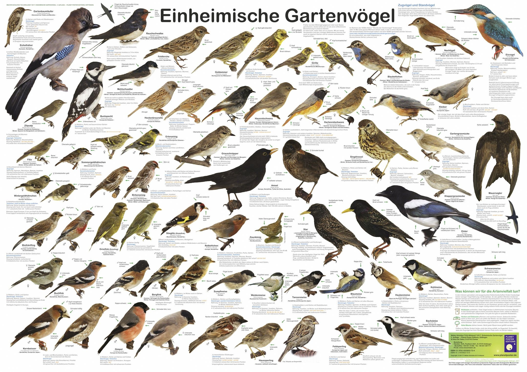 Einheimische Gartenvögel Planet Poster Editions, deutsche Beschreibung, Plakat DIN A1 (84,1 x 59,4 cm)