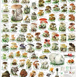 Könnte beinhalten: Eine farbenfrohe Karte mit Illustrationen verschiedener Pilzarten. Die Karte ist mit "Pilze" in deutscher Sprache betitelt. Die Karte enthält die wissenschaftlichen Namen und die gebräuchlichen Namen der einzelnen Pilze.