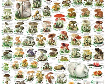 Poster Funghi - Edizioni Planet Poster, descrizione in tedesco, poster DIN A1 (84,1 x 59,4 cm)