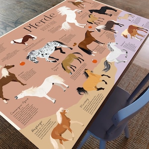 Puede incluir: Un gráfico ilustrado colorido que presenta diferentes razas de caballos. El gráfico incluye los nombres de cada raza en alemán, como "Camargue-Pferd", "Haflinger", "Mustang" y "Appaloosa".