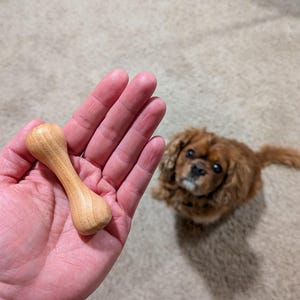 May include: A light-colored wooden dog toy in the shape of a dumbbell is held in a hand. A small, brown Cavalier King Charles Spaniel dog is in the background, looking up. The toy is made of a light-colored wood.