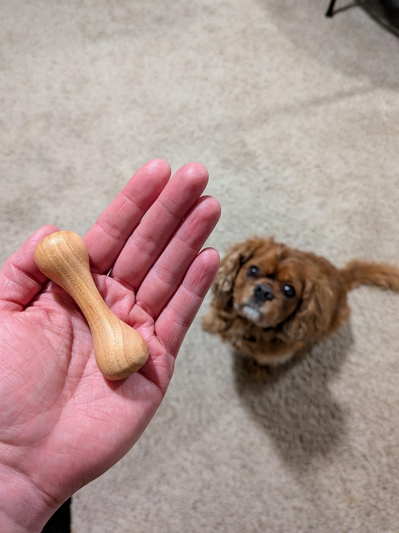 May include: A light-colored wooden dog toy in the shape of a dumbbell is held in a hand. A small, brown Cavalier King Charles Spaniel dog is in the background, looking up. The toy is made of a light-colored wood.
